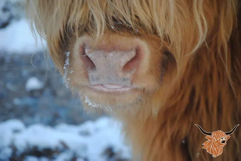 Highcoo watermarked photo of a highland cow